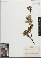 Foto von Salix planifolia Pursh